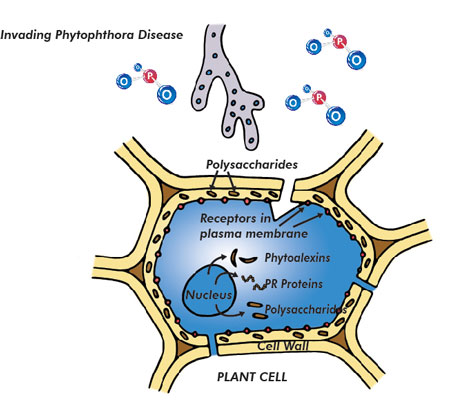 Plant cell