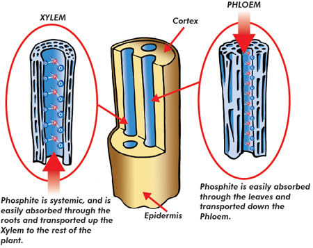 Plant vascular system 