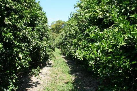 Azomite Treaded Orange grove