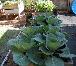 Cabbage grown in Mother Natrue's compost 7 weeks old