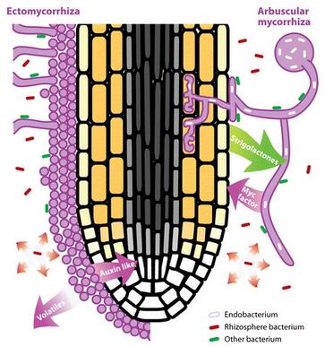 Mycorrhiza Fungus