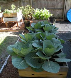 cabaage grown in Compost