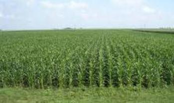 Corn Field